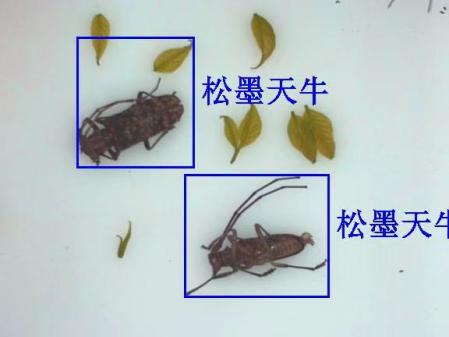 物聯(lián)網(wǎng)天牛智能監(jiān)測系統(tǒng)圖片2