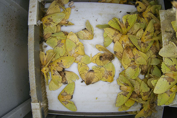 蟲情測報(bào)燈圖片3 蟲情測報(bào)燈圖片3